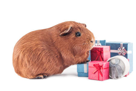 Guinea pig as a christmas giftの写真素材