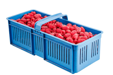 Freshly picked raspberries in the box