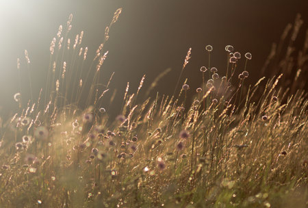 Wildflowers on the background of setting sun