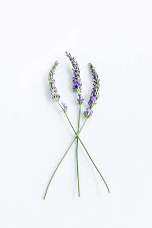 Bunch of Lavender flowers on a white backgroundの写真素材