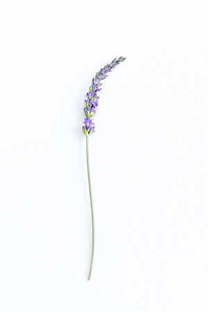 Bunch of Lavender flowers on a white backgroundの写真素材