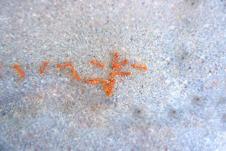 Red ant on the cement floorの写真素材