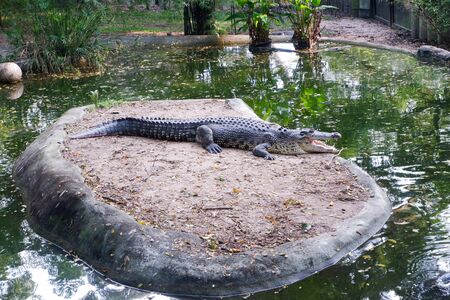 Water crocodile in the zooの写真素材