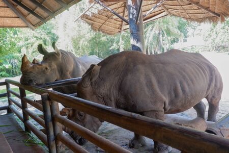 Two rhinos in the Thailand zooの写真素材