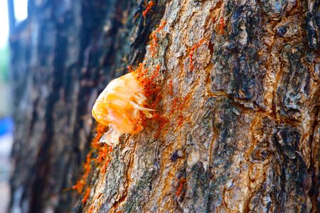 Transporting food to the nest of red antsの写真素材