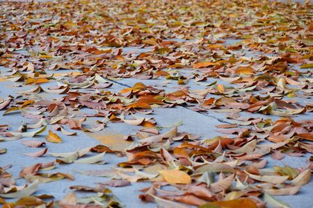 Autumn leaves, orange and yellow on the ground.の写真素材