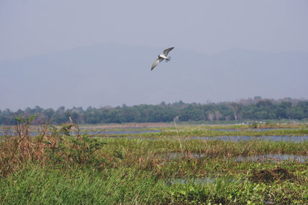 Majestic birds of wetlands in a typical green environment.