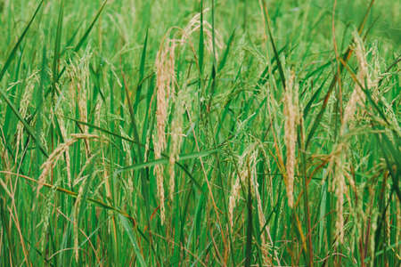 Rice planting, rice grains are already ripe.の写真素材