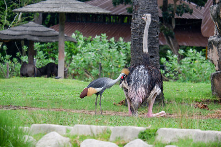 common ostrich Or simply the ostrich is a species of large flying bird native to certain large areas of Africa.の写真素材
