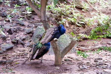 Two real peacocks sit on a tree with open feathers.の写真素材