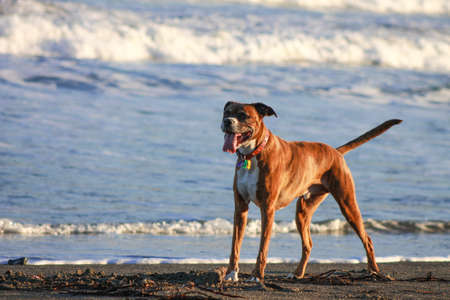 A dogの写真素材