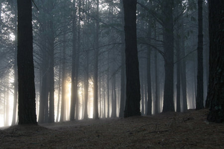 Misty pine forest