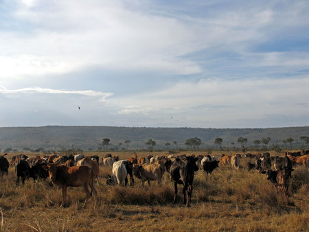 Herd of Masai Cows in the Masai Mara parkの写真素材