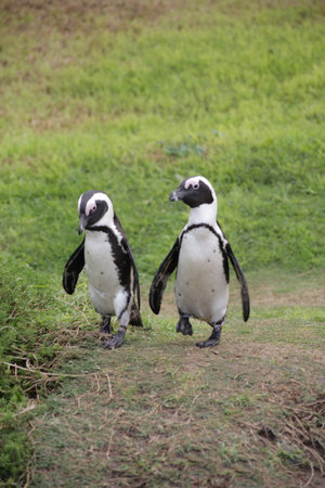 African Peguins at Boulders Beach, South Africaの写真素材
