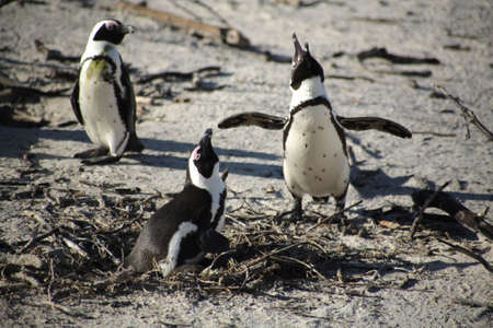 African Penguins at Boulders Beach, South Africaの写真素材