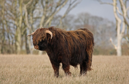 Highland Cow (Bull) just South of Aberdeen, Scotlandの写真素材