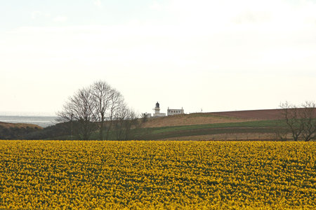 A field of daffodils, just south of Aberdeen, Scotlandの写真素材