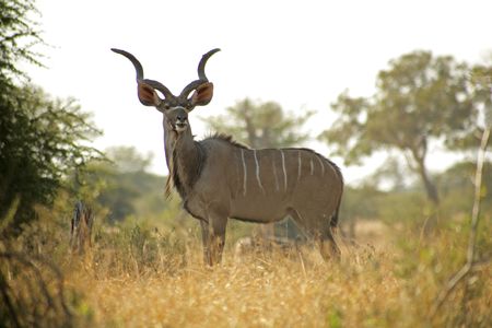 A amle Kudu in the Kruger National Park, South Africaの写真素材