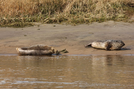 Common Seal in the River Don, Aberdeen, Scotlandの写真素材