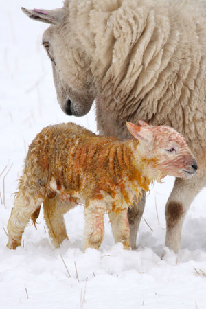 Newly born lamb in the snow, Aberdeen, Scotlandの写真素材