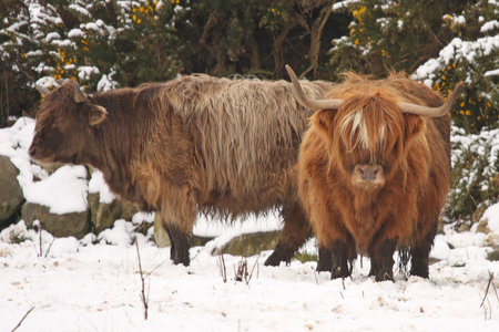 Highland cows in the snow, Aberdeen, Scotlandの写真素材