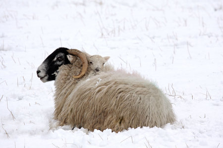 Spring lamb in the snow, Aberdeen, Scotlandの写真素材