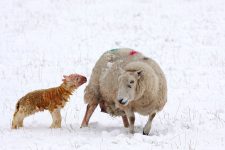 Newly born lamb in the snow, Aberdeen, Scotlandの写真素材