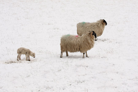 Lamb and sheep in the snow, Aberdeen, Scotlandの写真素材