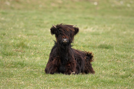 Highland cow calf, near Ballater, Royasl Deeside, Scotland