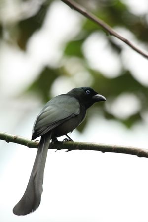 Racket-tailed Treepie in Hong Kongの写真素材