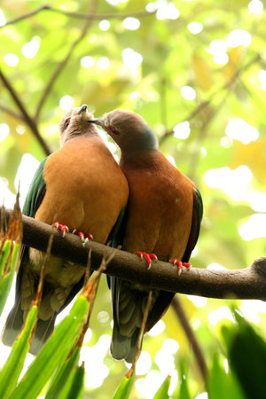 Doves in love, In Hong Kong