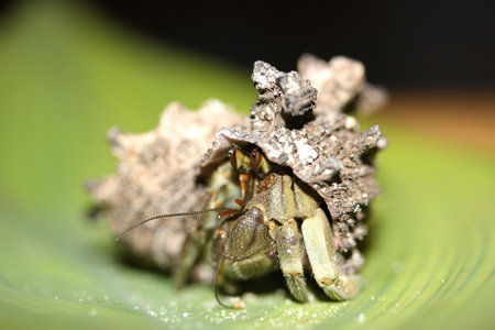 Macro photo of herbit crab eyes