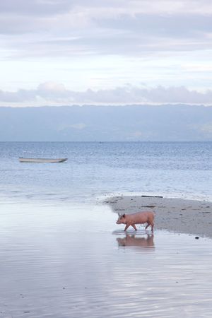 A pig taking a mornign dip in the Ocean, Bohol, Philippinesの写真素材