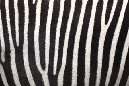 Close up of a zebra's coatの写真素材