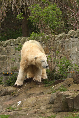 photograph of a female polar bear