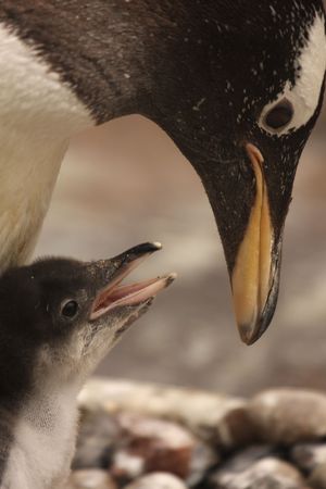 Photograph of a Gentoo Penguin chickの写真素材