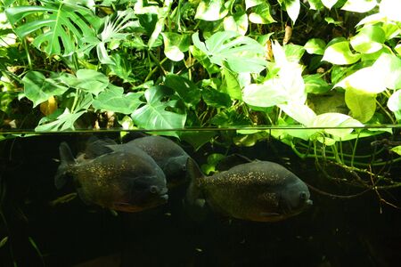 Split-shot (above and below water) of Piranhasの写真素材