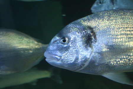 Underwater photo of a silver fish