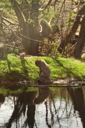 Photo of a Japanese Snow Monkey, Macaqueの写真素材