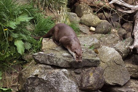 Photograph of a European Otterの写真素材