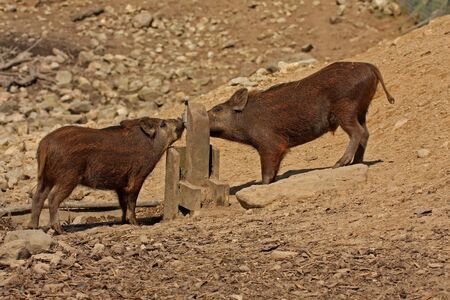 Photograph of Wild Boarの写真素材
