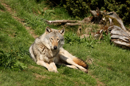 EUROPEAN GREY WOLF - Canis lupus lupus
