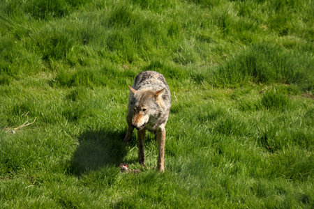 EUROPEAN GREY WOLF - Canis lupus lupusの写真素材