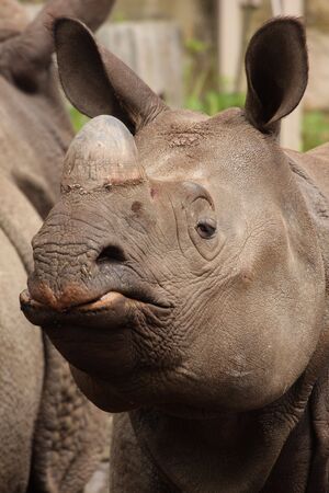 Female, Indian One horned Rhinoの写真素材