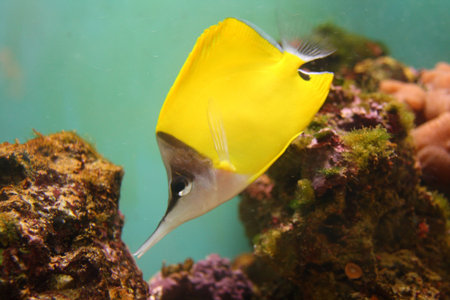 Photograph of a Long nosed banner fishの写真素材