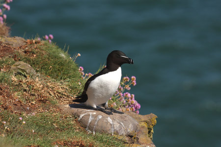 Razorbill at Fowlsheugh Bird Reserve, Aberdeenの写真素材
