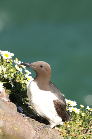 Guillemot at Fowlsheugh Bird Reserve, Aberdeenの写真素材