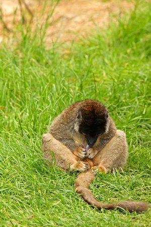 Photo of Brown Lemurs on Safariの写真素材