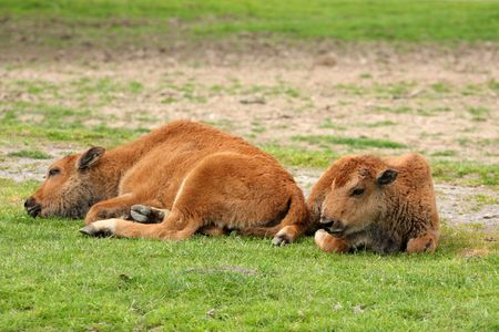 Two bison calves taking a restの写真素材