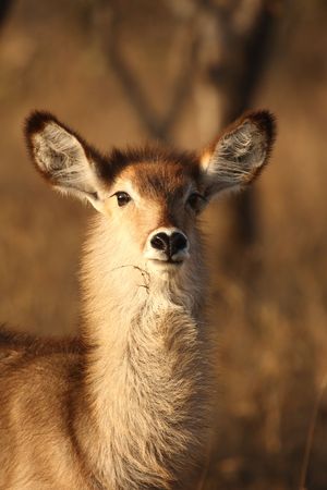 Photo of Female Waterbuck taken in Sabi Sands Reserve in South Africaの写真素材